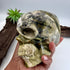 Wolfy Hiso Jasper 5inch Skull [JU249]