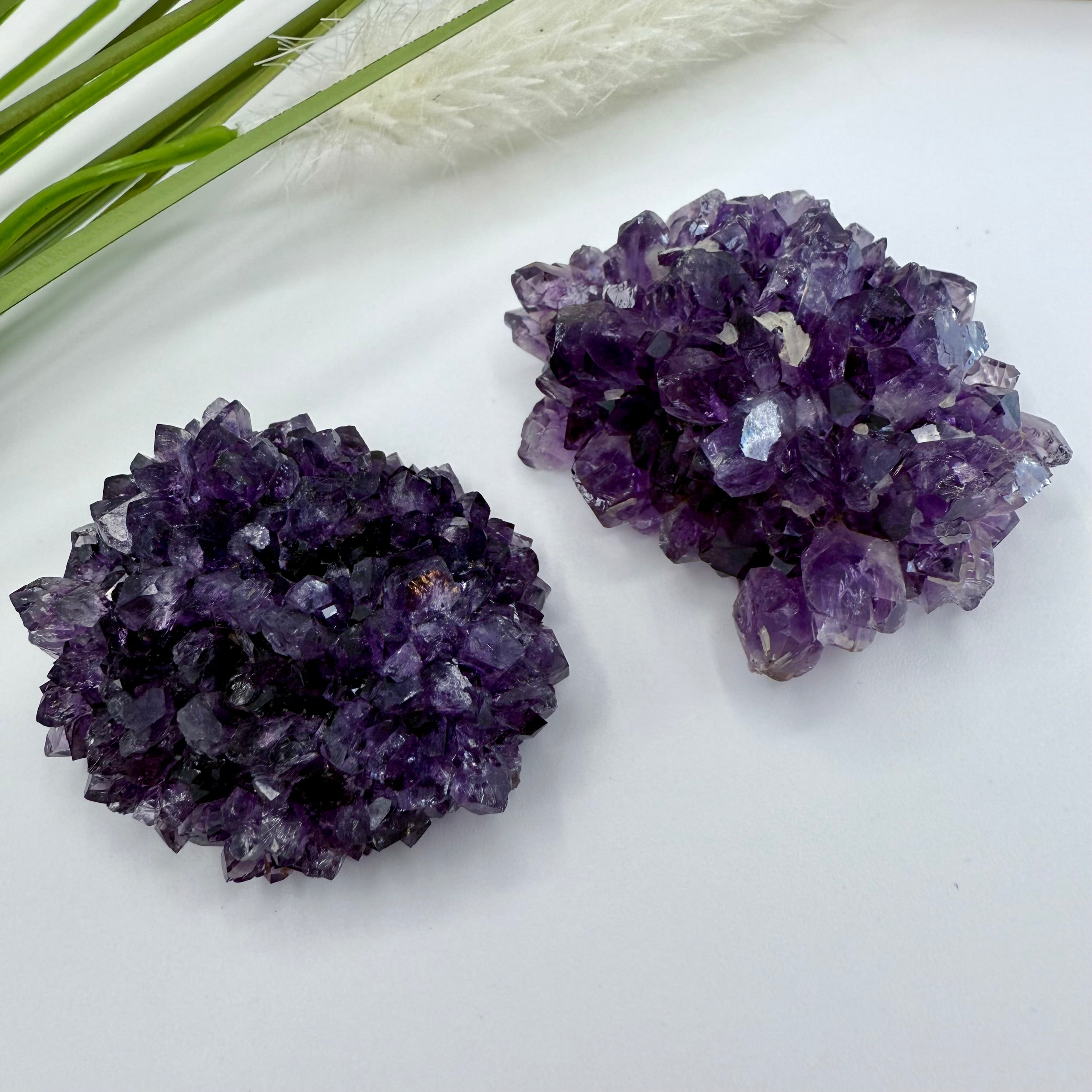 Uruguayan Amethyst Flower