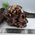 Outback Jackson Australian Outback Jasper Skull 5 inch [OA333]