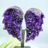 Uruguayan Amethyst Angel Wings [KN850]