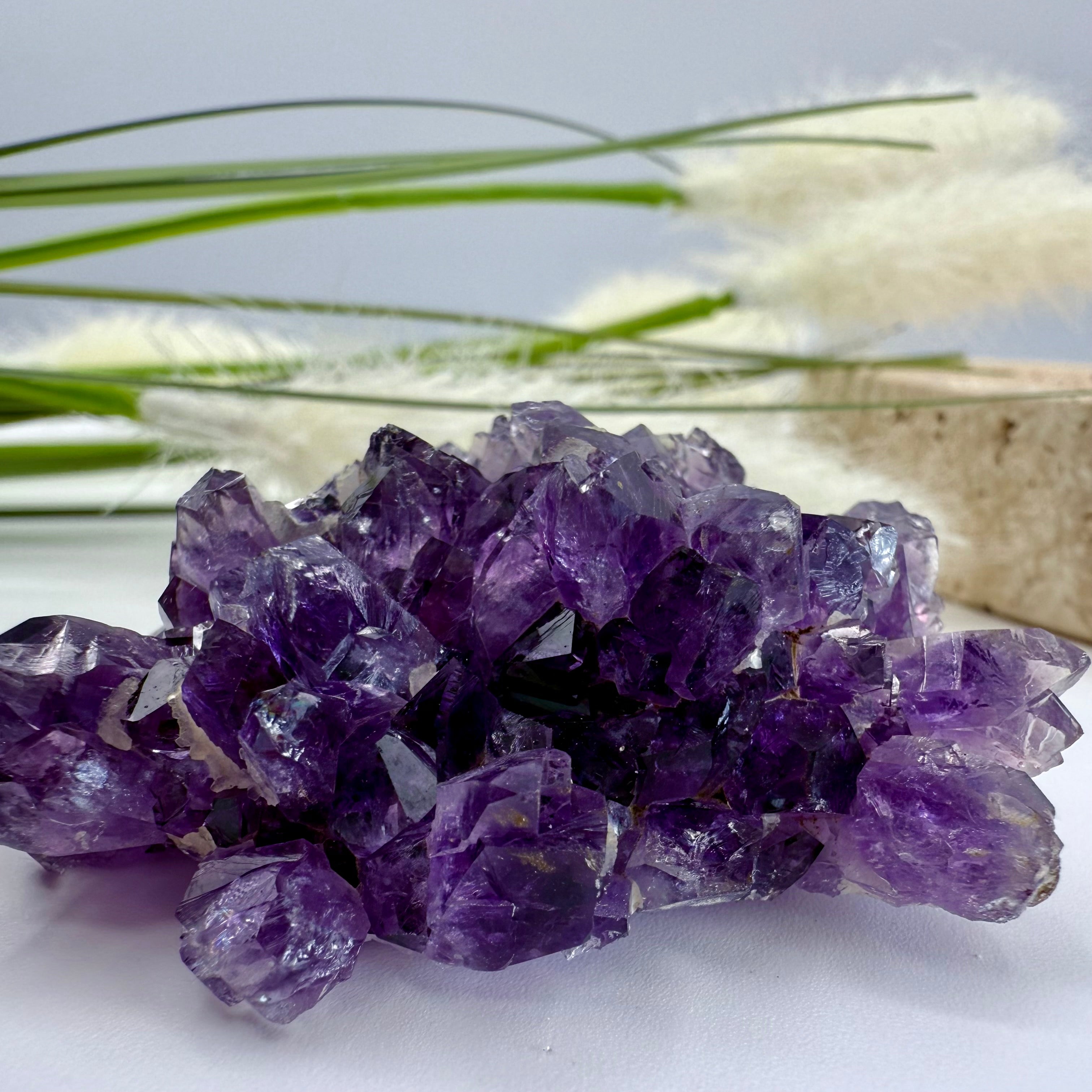 Uruguayan Amethyst Flower