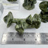Xiuyan Jade Mushrooms 8.5cm