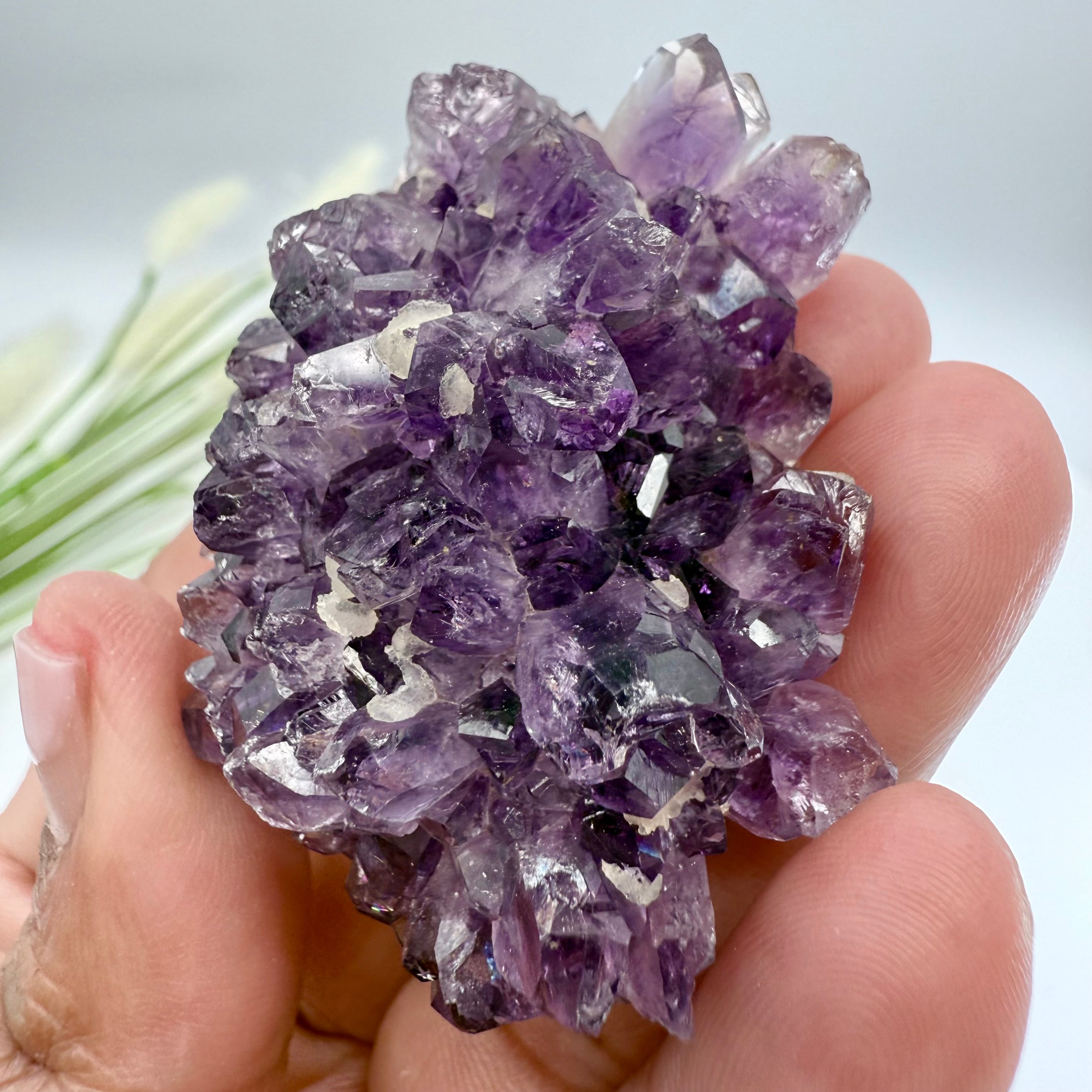 Uruguayan Amethyst Flower