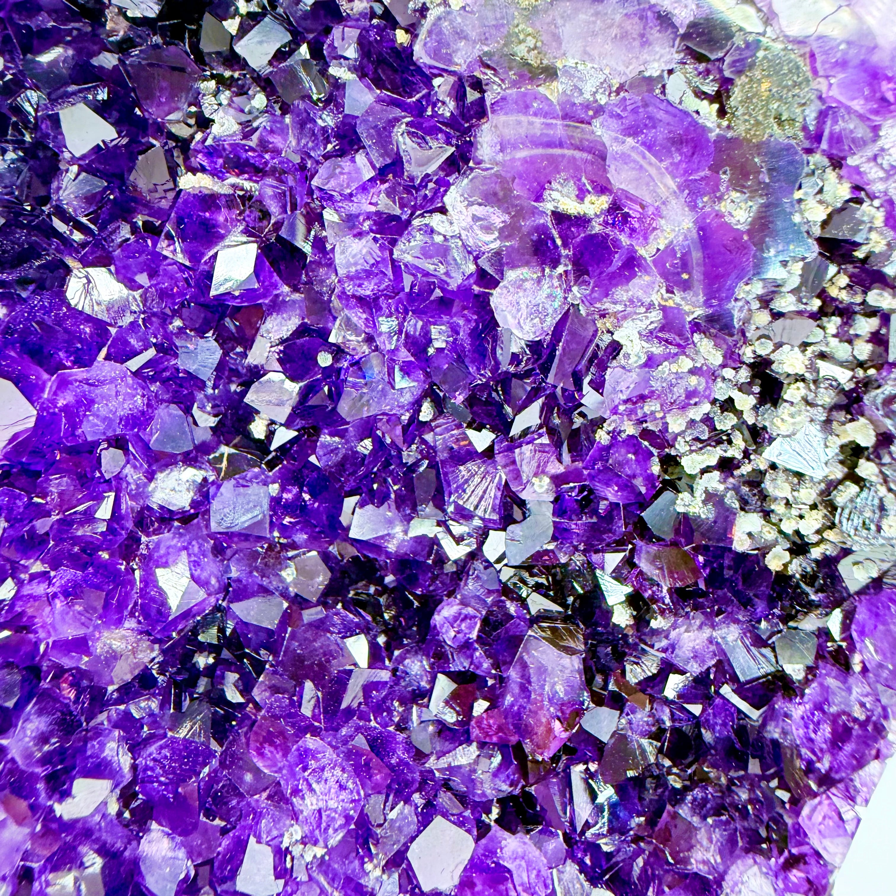 Uruguayan Amethyst Angel Wings [KN850]