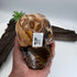 Luca Australian Outback Jasper Skull 5 inch [ KK195]