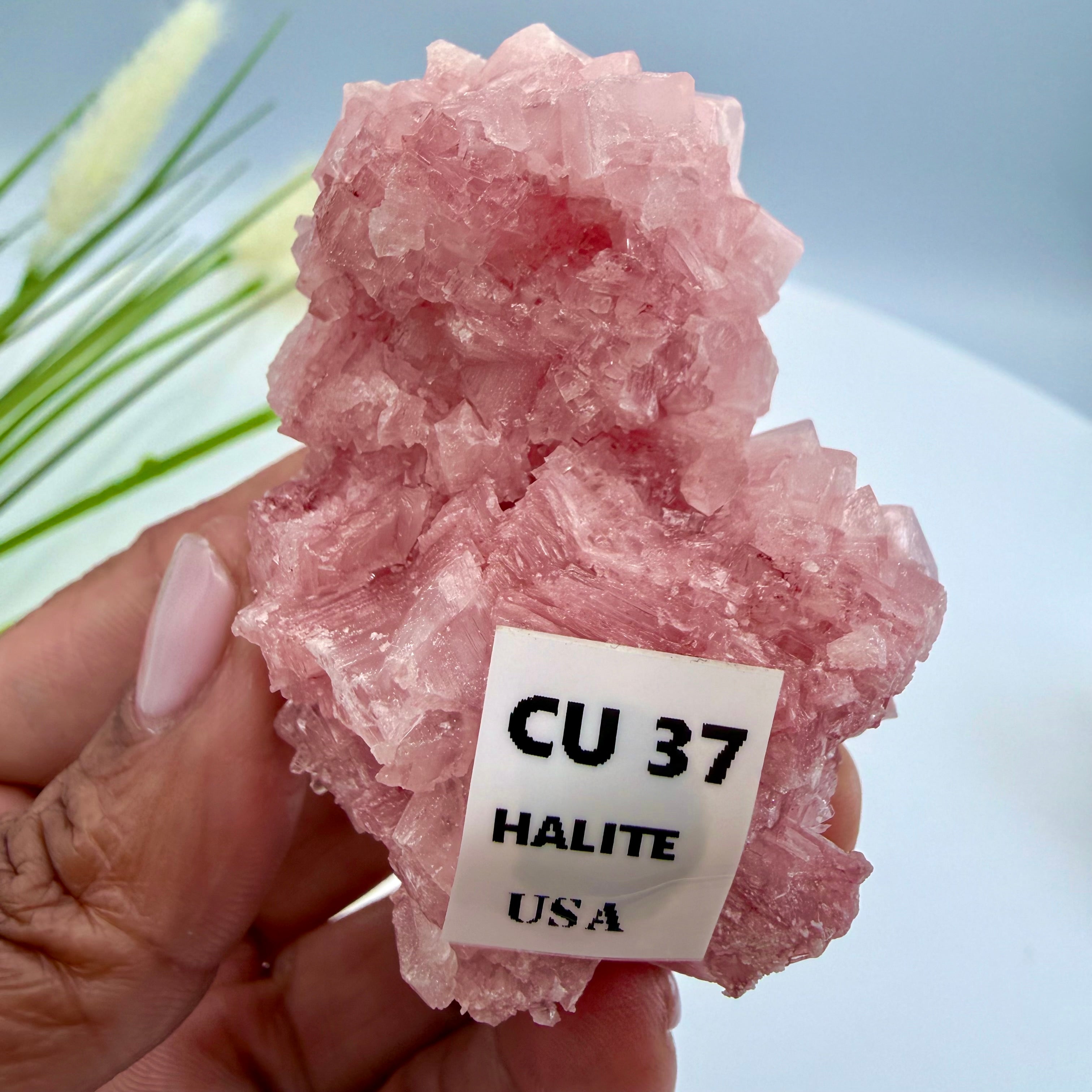 Pink Halite