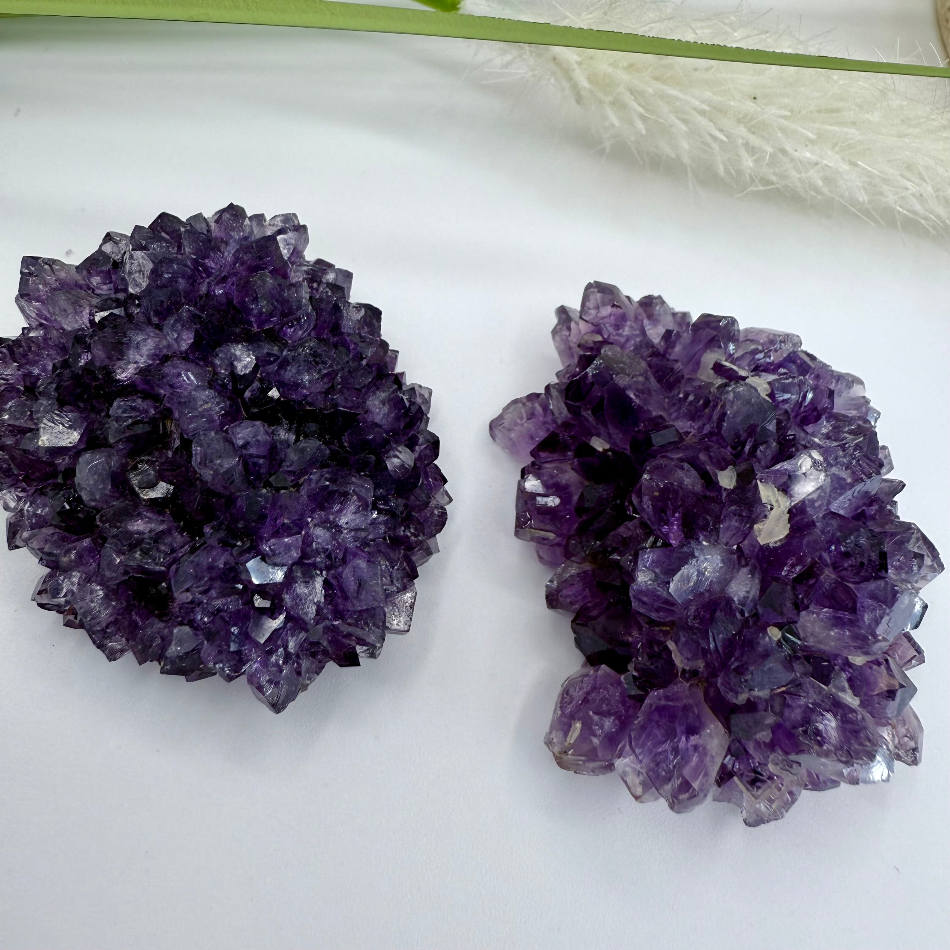 Uruguayan Amethyst Flower