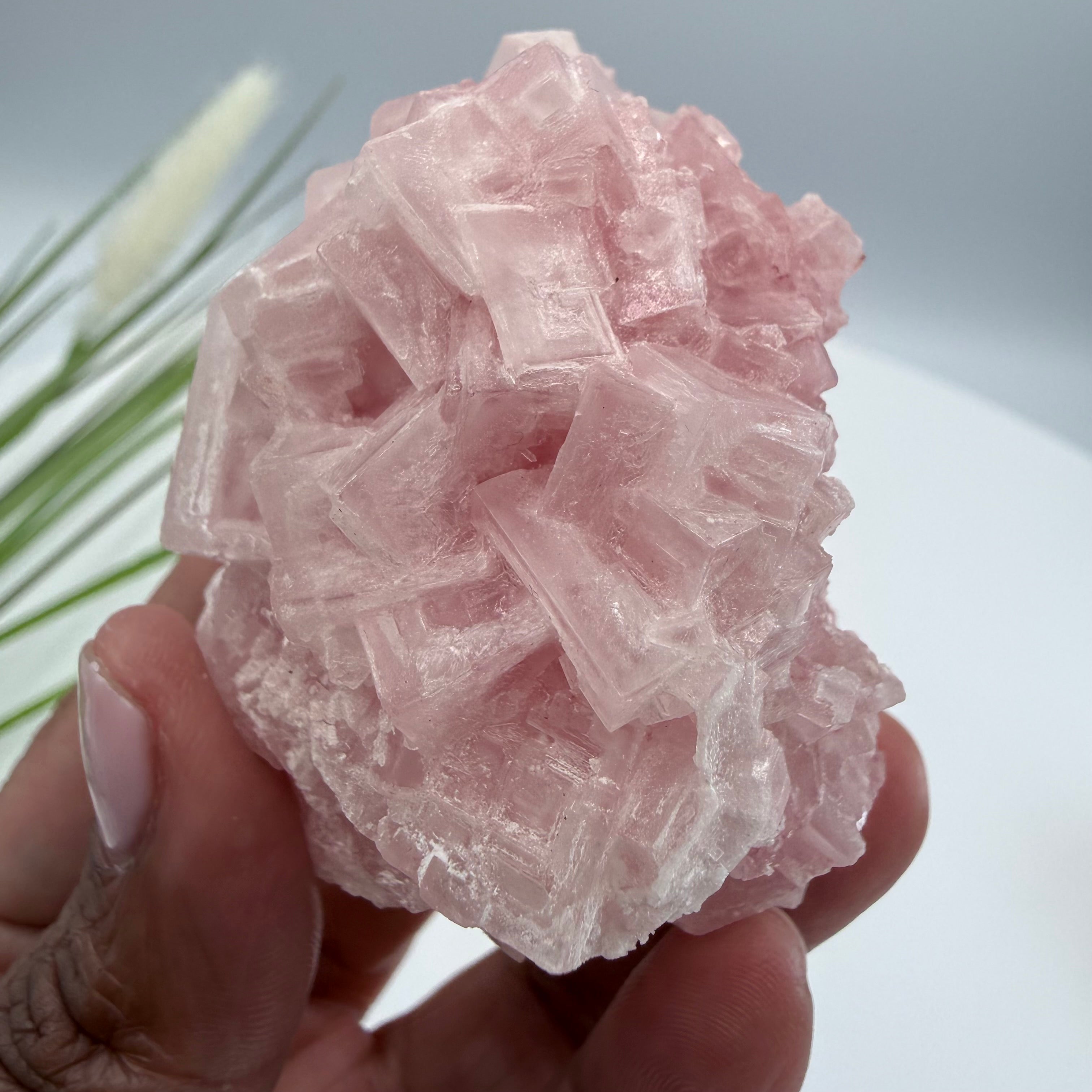 Pink Halite