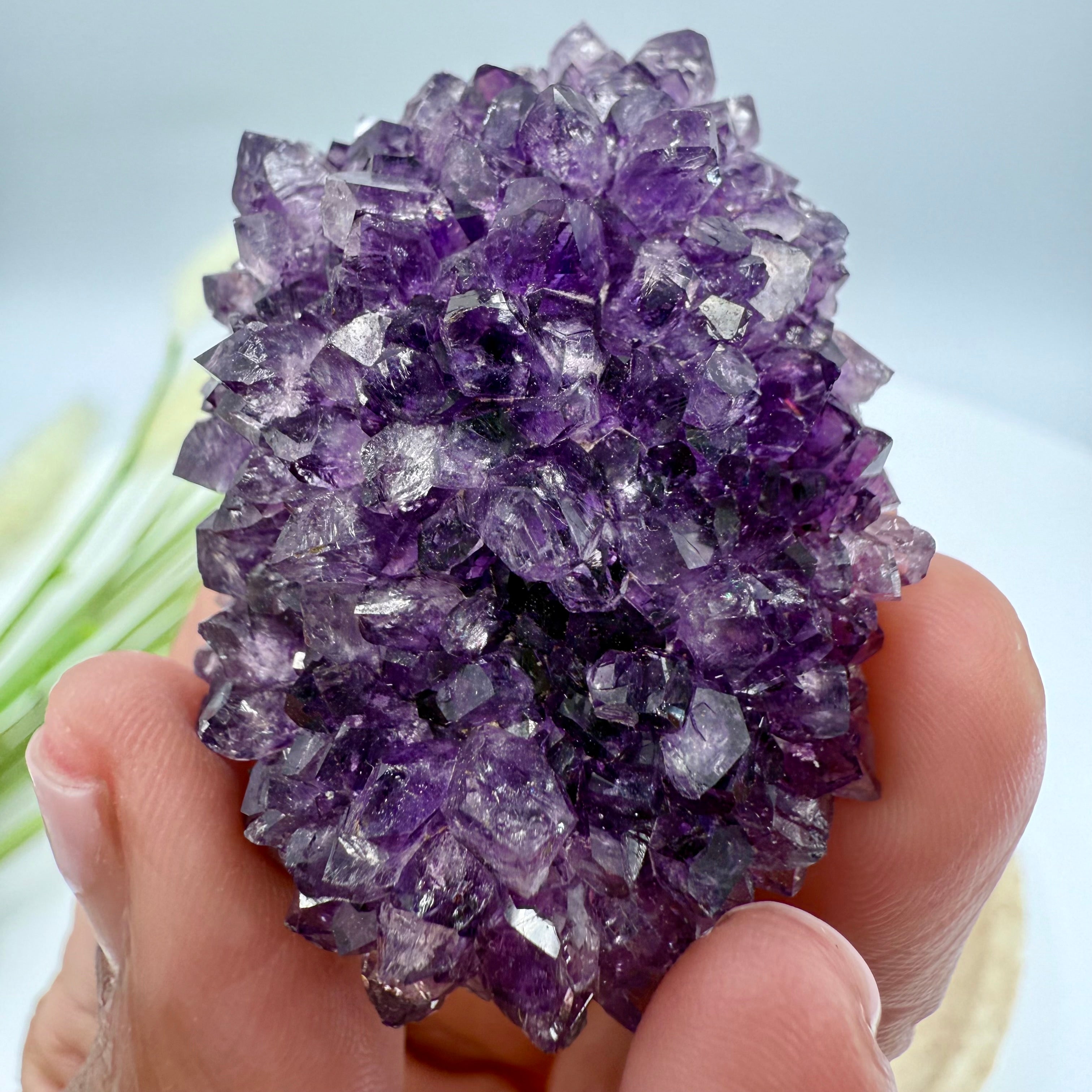 Uruguayan Amethyst Flower