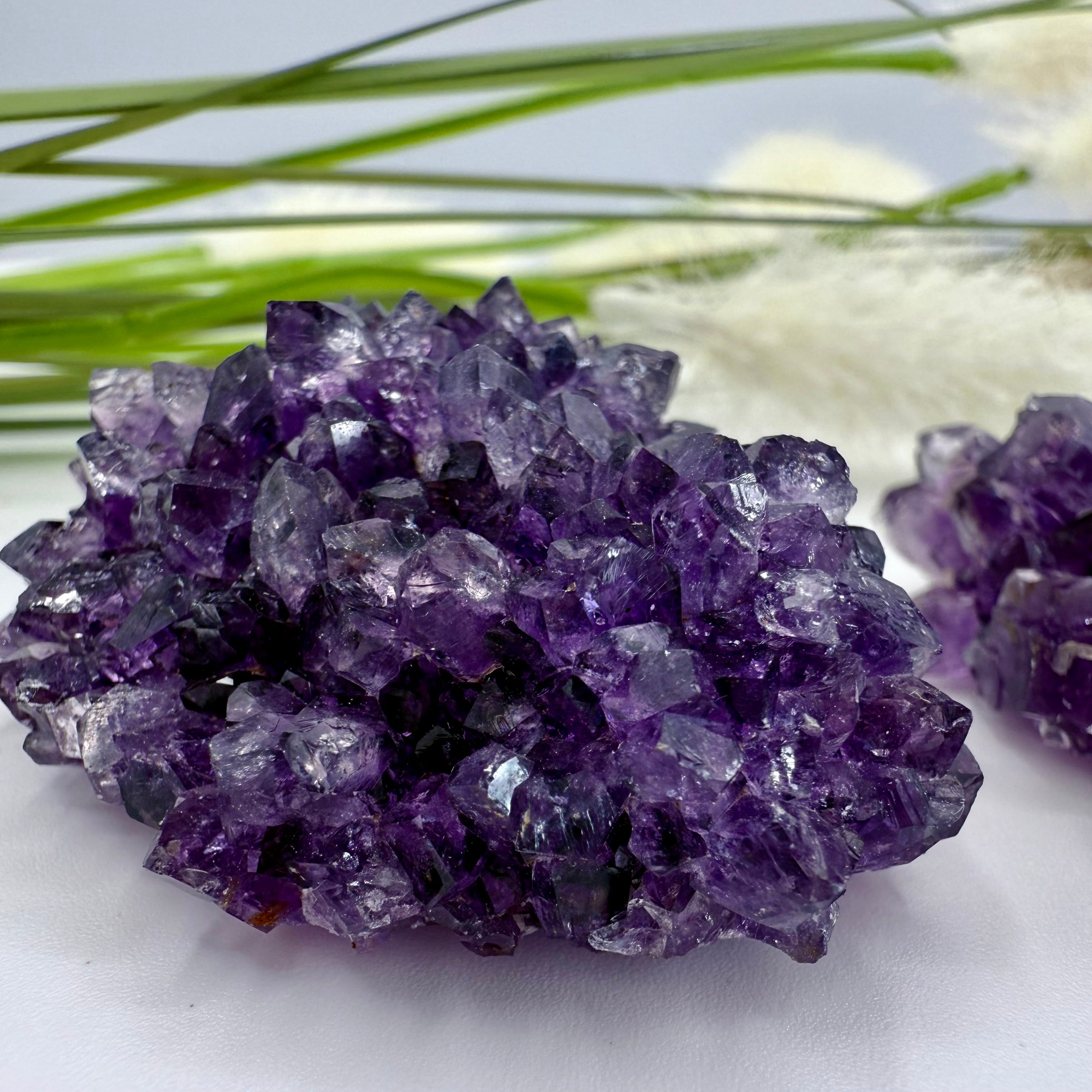 Uruguayan Amethyst Flower