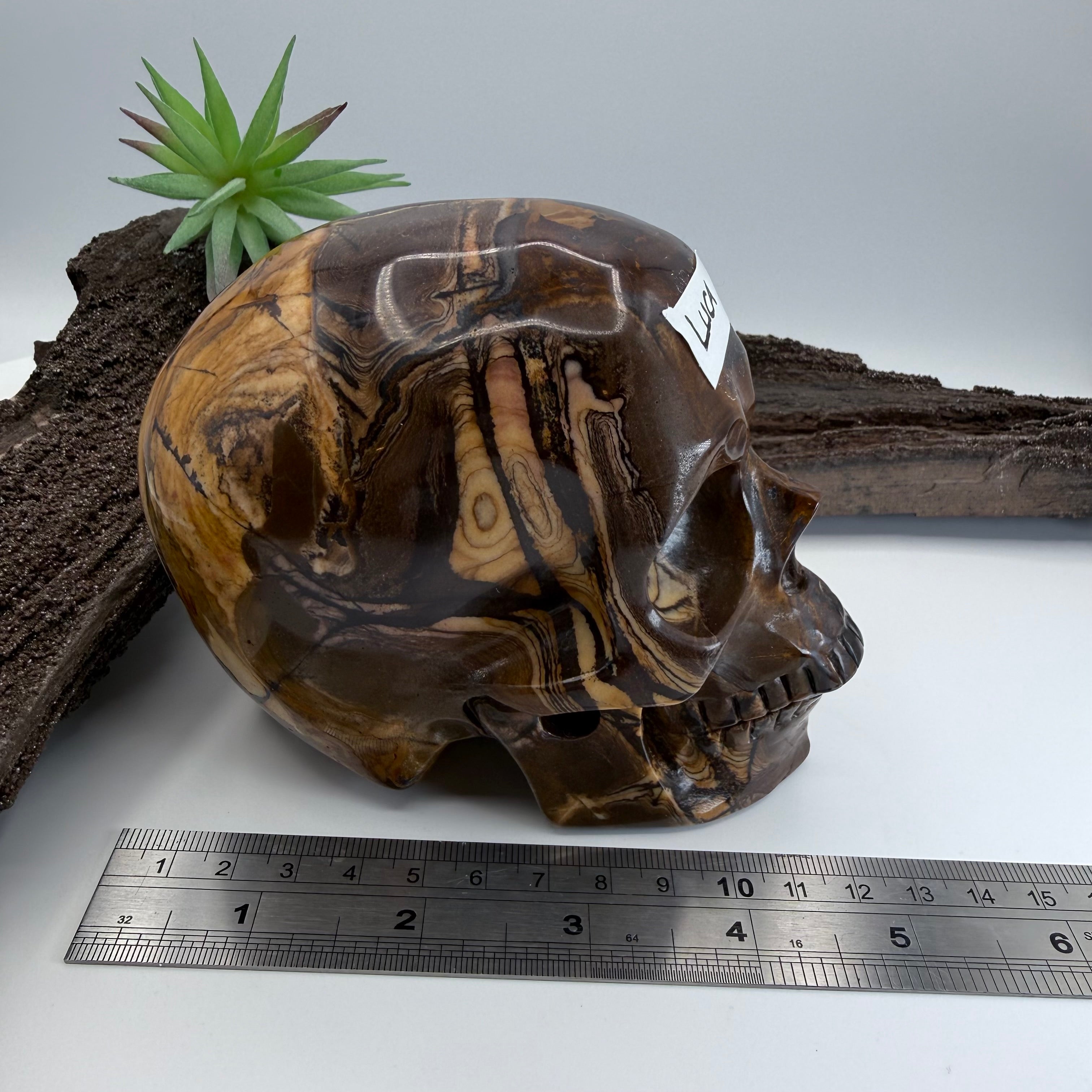 Luca Australian Outback Jasper Skull 5 inch [ KK195]