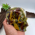 Dr Jeckle Hiso Jasper 5inch Skull [KB244]